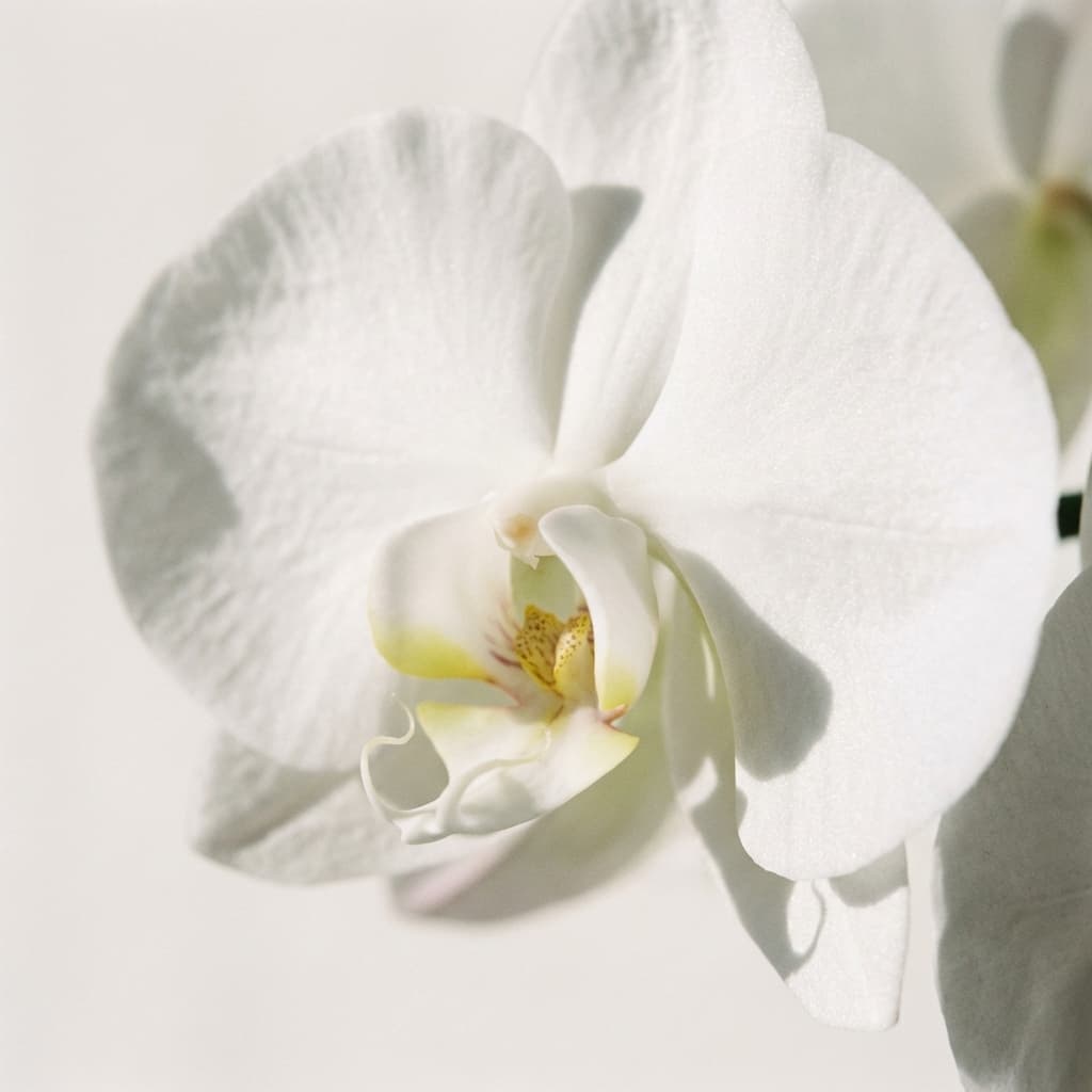 Detalle floral artístico